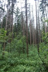 koroednik
