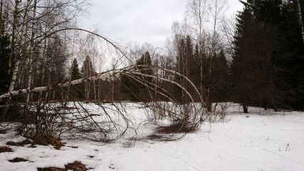 Поляна