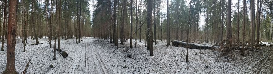 Чистый лес