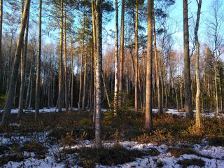 Буква Z