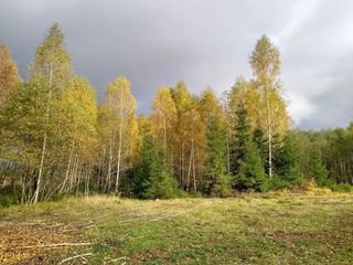 14_polyana1.jpg